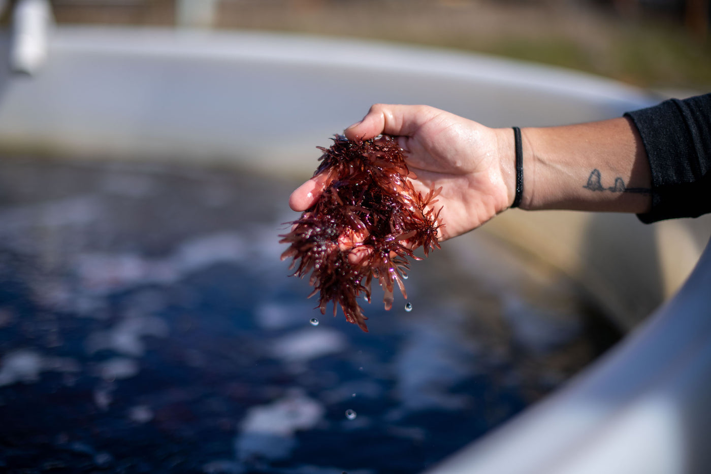 9-Course Spiel: Alanna Kieffer at Oregon Seaweed