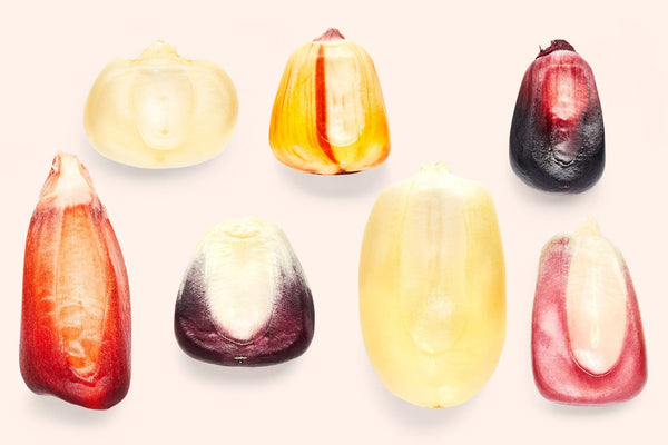 A super close up of different colored corn kernels. Colors include light to dark orange, red, and violet. 