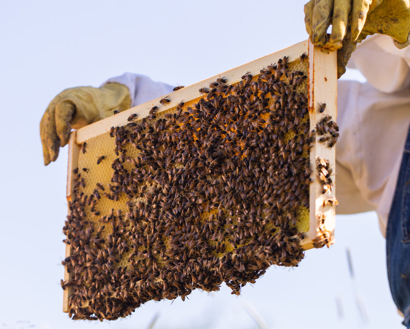 2020 National Honey Bee Survey 🐝