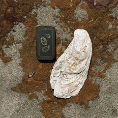 A natural white oyster shell displayed next to a dark brown slide tin with oyster illustrations, set against a textured brown and gray rock surface.
