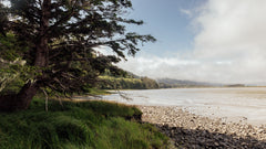 A scene of Netarts Bay at the Oregon Coast, with a tree off to the left, surrounded by tall grass and sea water rolling in over the beach and grey clouds in the sky.