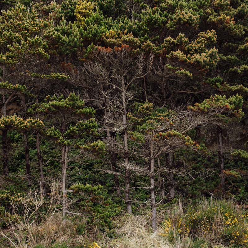A scene of various green trees from Netarts Bay.