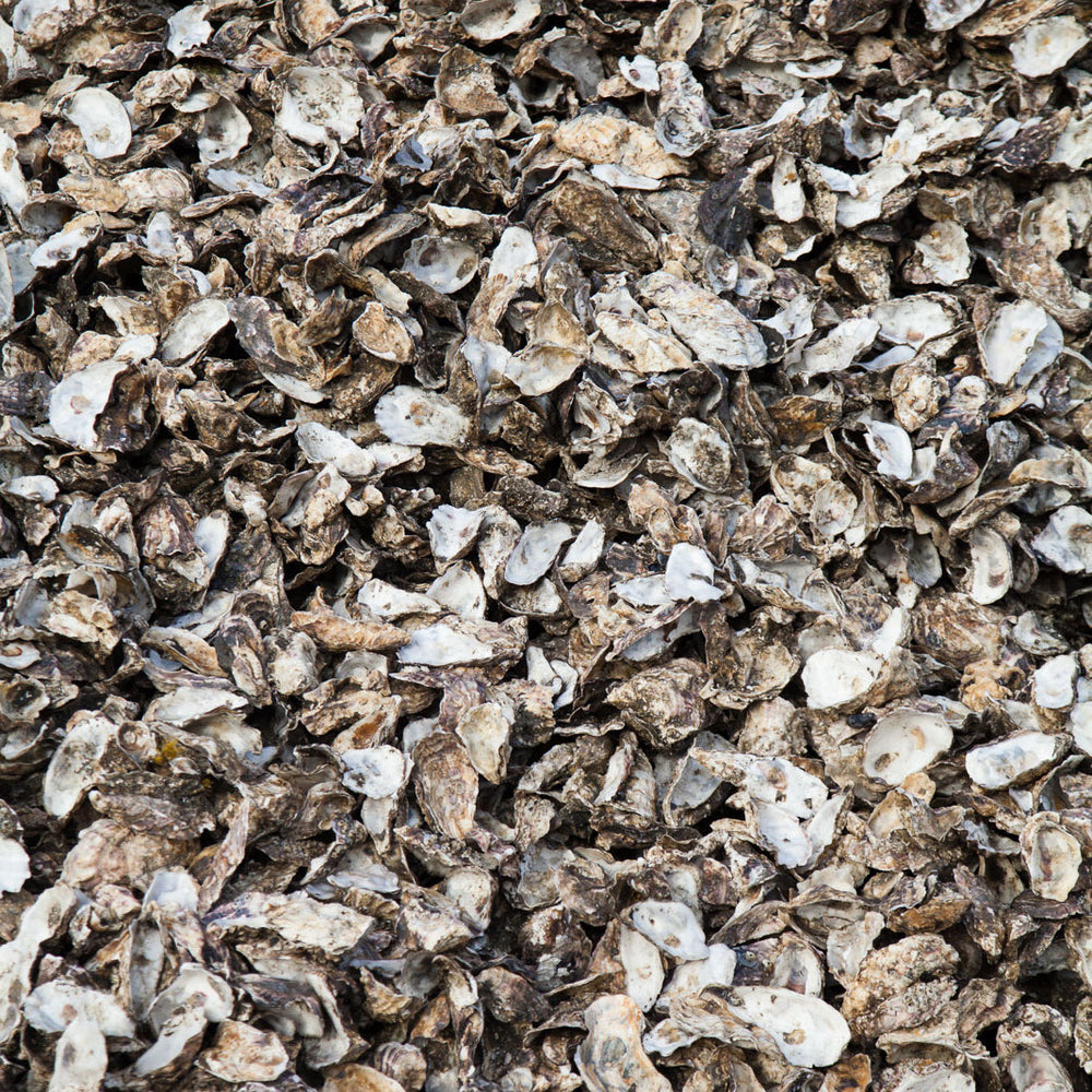 A pile of oyster shells filling the entire frame.