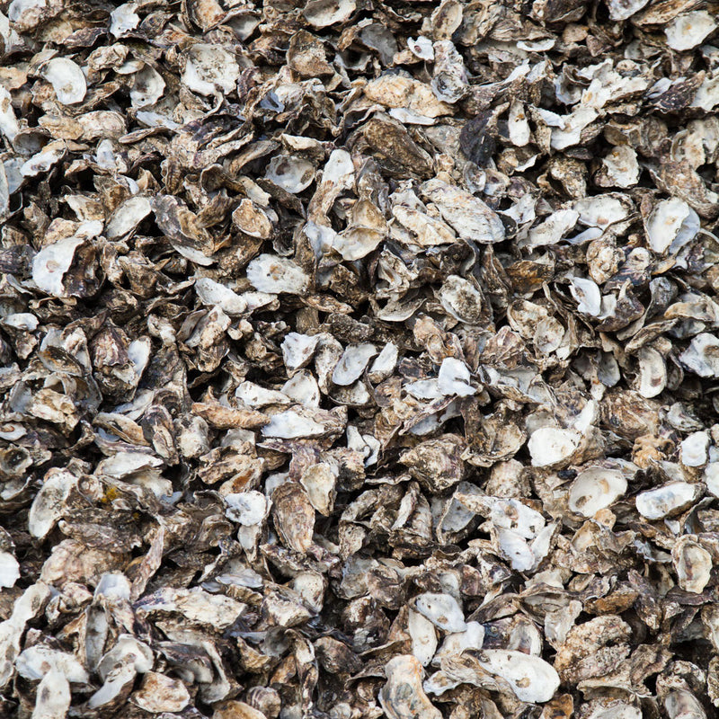 A pile of oyster shells filling the entire frame.