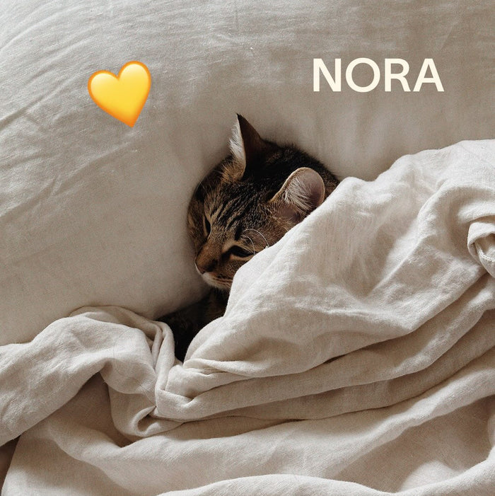 Cat named Nora peeking out from under a blanket with a heart symbol above it.