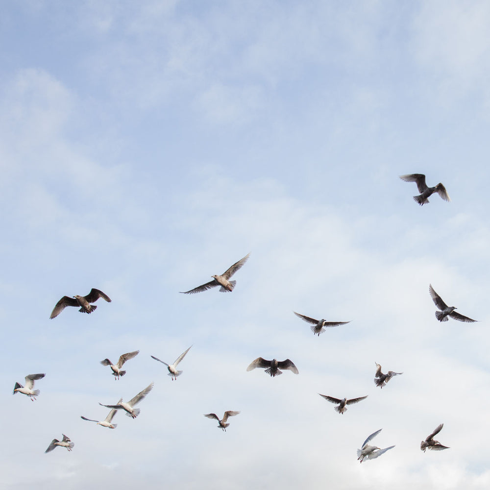 Seagulls flying against a clear blue coast sky. 