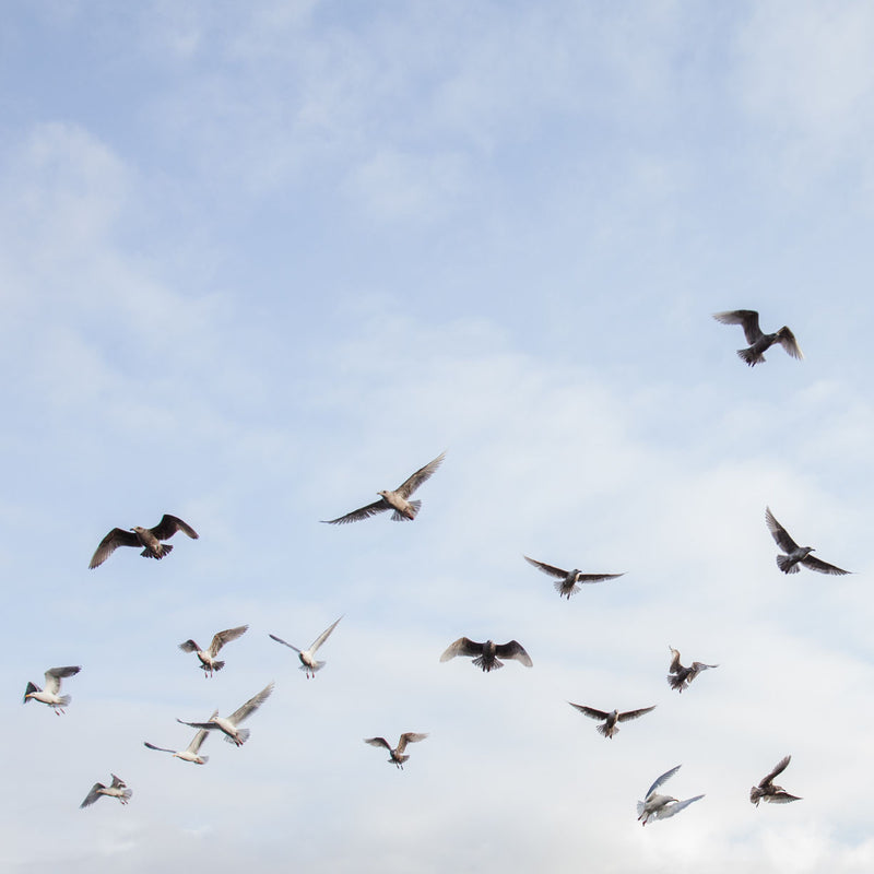 Seagulls flying against a clear blue coast sky. 